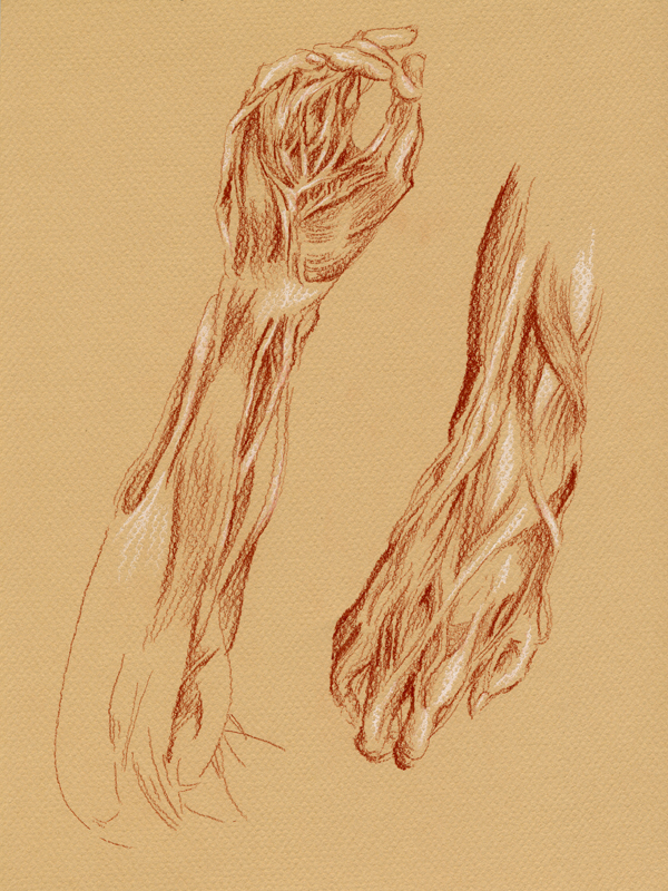 Anatomical