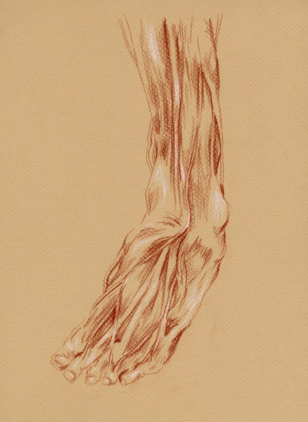 Anatomical