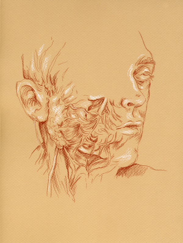 Anatomical