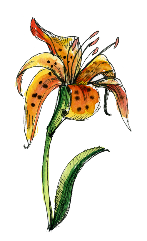 Tigerlilly